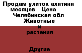 Продам улиток ахатина 6 месяцев › Цена ­ 50 - Челябинская обл. Животные и растения » Другие животные   